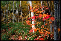 Autumn forest scene with white birch and red maples. Acadia National Park, Maine, USA.