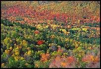 Valley filled  with trees in autumn foliage. Acadia National Park, Maine, USA. (color)