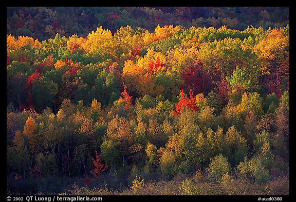 Distant mosaic of trees in autumn foliage. Acadia National Park, Maine, USA.
