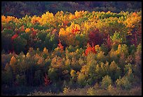 Distant mosaic of trees in autumn foliage. Acadia National Park, Maine, USA.