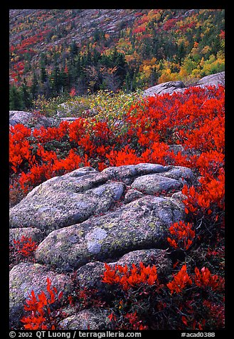 Bright red shrubs and granite slabs on Cadillac mountain. Acadia National Park, Maine, USA.