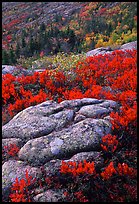 Bright red shrubs and granite slabs on Cadillac mountain. Acadia National Park, Maine, USA.