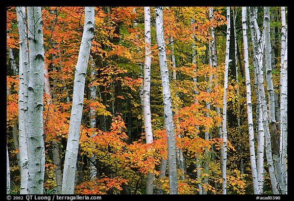 White birches and red maples. Acadia National Park (color)