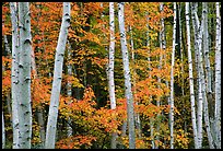 White birches and red maples. Acadia National Park, Maine, USA.