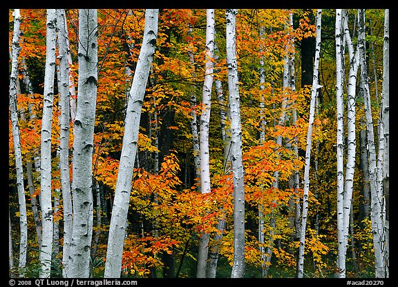 White birches and red maples. Acadia National Park (color)