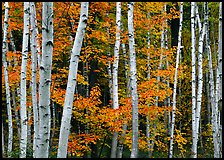 White birch trunks and orange leaves of red maples. Acadia National Park, Maine, USA. (color)