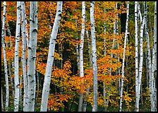 White birch trunks and orange leaves of red maples. Acadia National Park, Maine, USA.