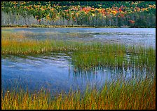 Reeds in pond with trees in fall foliage in the distance. Acadia National Park, Maine, USA. (color)