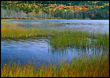 Reeds in pond with trees in fall foliage in the distance. Acadia National Park, Maine, USA.