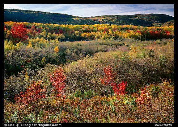 Shrubs, and hills with trees in autumn colors. Acadia National Park (color)