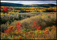 Shrubs, and hills with trees in autumn colors. Acadia National Park, Maine, USA. (color)