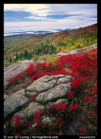 Poison Sumac in bright fall color, rock slabs, forest on hillside, and coast. Acadia National Park, Maine, USA.