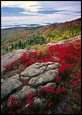 Poison Sumac in bright fall color, rock slabs, forest on hillside, and coast. Acadia National Park, Maine, USA.
