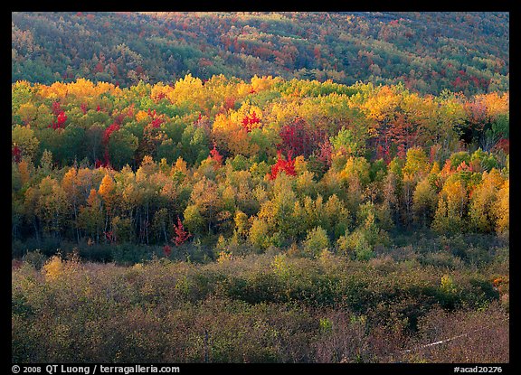 Mosaic of autumn color trees on hillside. Acadia National Park (color)