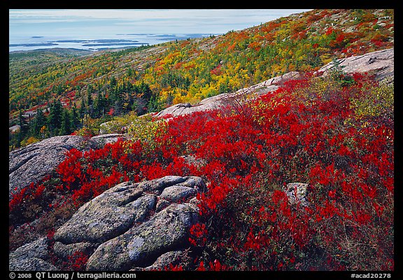Shrubs in autumn color and granite slabs on Cadillac mountain. Acadia National Park, Maine, USA.
