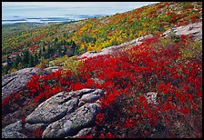 Shrubs in autumn color and granite slabs on Cadillac mountain. Acadia National Park, Maine, USA.