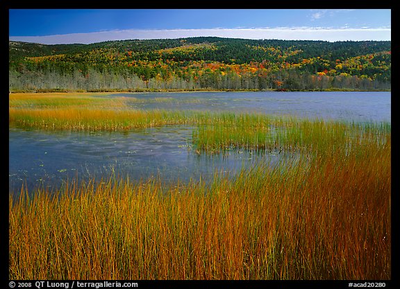 Reeds, pond, and hill with fall color. Acadia National Park, Maine, USA.