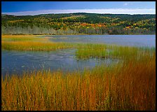 Reeds, pond, and hill with fall color. Acadia National Park, Maine, USA.