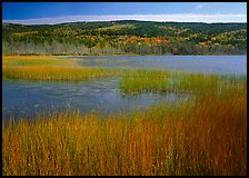 Reeds, pond, and hill with fall color. Acadia National Park ( color)