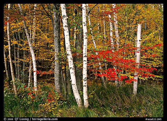 White birch and maples in autumn. Acadia National Park, Maine, USA.