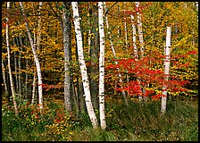 White birch and maples in autumn. Acadia National Park, Maine, USA.