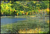 Pond and autumn colors. Acadia National Park, Maine, USA.