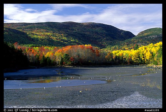 Otter Cove at low tide looking at Cadillac Mountain and Dorr Mountain. Acadia National Park (color)