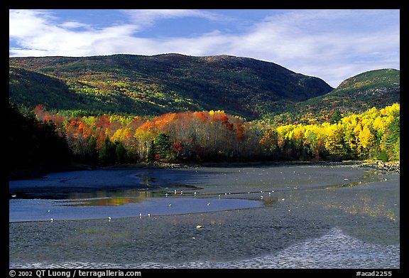 Otter Cove at low tide looking at Cadillac Mountain and Dorr Mountain. Acadia National Park, Maine, USA.