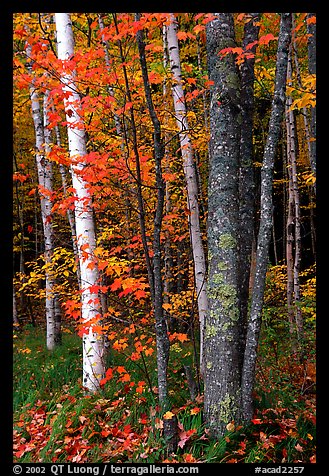 Bouquet of trees in fall colors. Acadia National Park, Maine, USA.