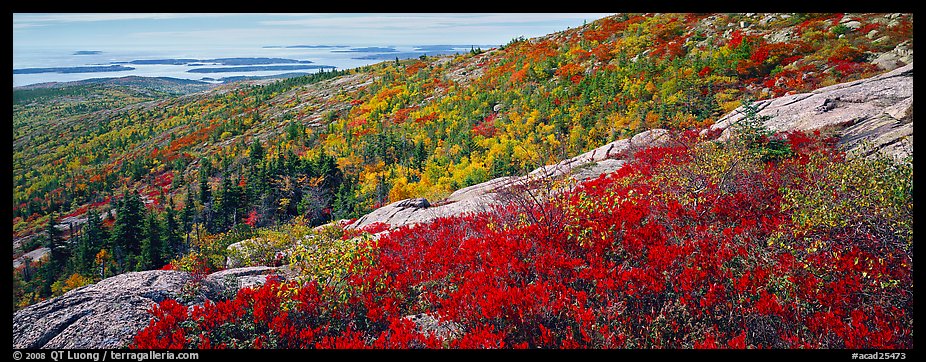 Autumn landscape with brightly colors shrubs and trees. Acadia National Park, Maine, USA.