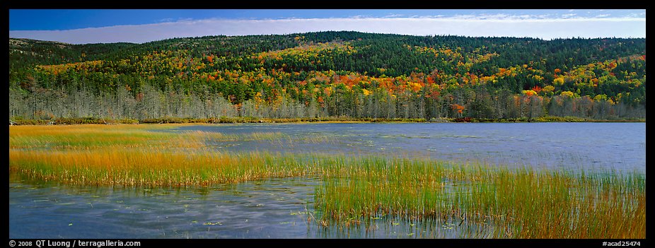 Marsh and hill in autumn foliage. Acadia National Park, Maine, USA.