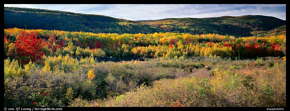 Forest landscape in the fall. Acadia National Park, Maine, USA.