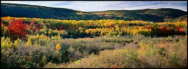 Forest landscape in the fall. Acadia National Park, Maine, USA.