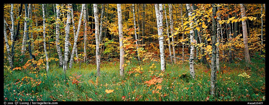 Forest in autumn. Acadia National Park, Maine, USA.