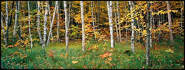 Forest in autumn. Acadia National Park, Maine, USA.