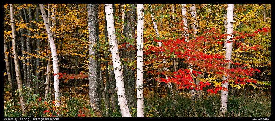 Forest scene in the fall with birch and maples. Acadia National Park, Maine, USA.