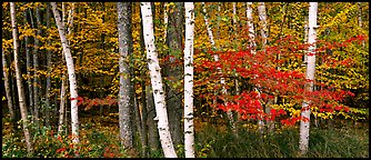 Forest scene in the fall with birch and maples. Acadia National Park, Maine, USA.