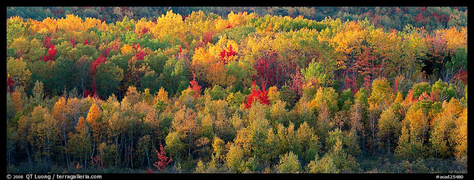 Distant trees in fall foliage. Acadia National Park, Maine, USA.