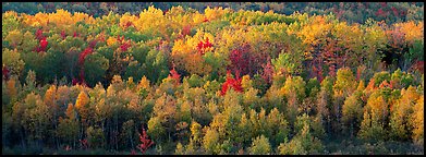 Distant trees in fall foliage. Acadia National Park, Maine, USA.