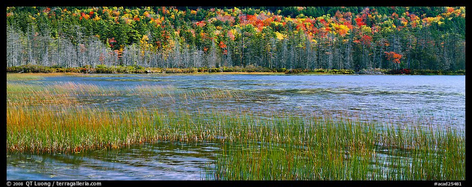 Pond, reeds and trees in autumn. Acadia National Park, Maine, USA.