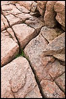 Pink granite slab with cracks. Acadia National Park, Maine, USA. (color)