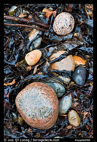 Pebbles and seaweeds. Acadia National Park (color)