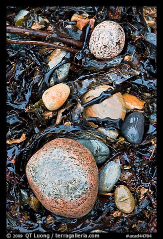 Pebbles and seaweeds. Acadia National Park, Maine, USA.