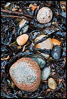 Pebbles and seaweeds. Acadia National Park, Maine, USA.