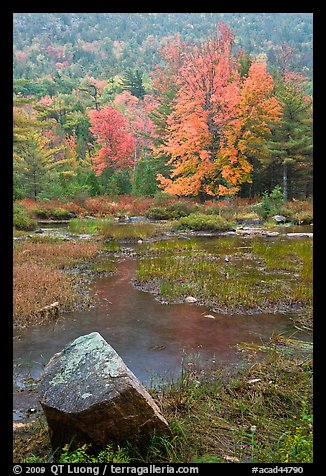 Pond in the rain with trees in fall foliage. Acadia National Park (color)