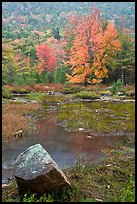 Pond in the rain with trees in fall foliage. Acadia National Park, Maine, USA.