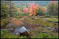 Pond in rainy weather and trees in autumn foliage. Acadia National Park, Maine, USA.