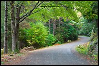 Carriage road. Acadia National Park, Maine, USA. (color)