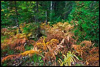 Forest undergrowth in autumn. Acadia National Park, Maine, USA.