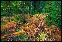 Forest undergrowth in autumn. Acadia National Park ( color)